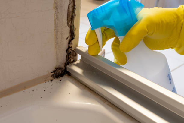 Mold Removal Process in Eagle Lake, FL