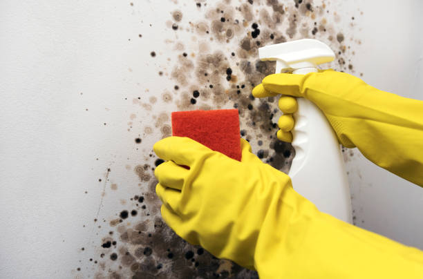 Best Fast Mold Removal  in Eagle Lake, FL