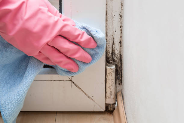 Best Residential Mold Removal  in Eagle Lake, FL